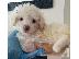 PoulaTo: poodle
